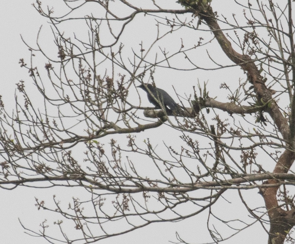 Black-winged Cuckooshrike - Lindy Fung