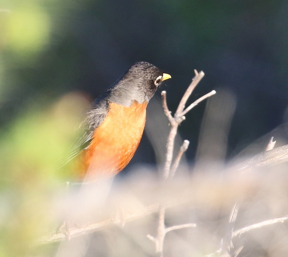 American Robin - John F. Gatchet