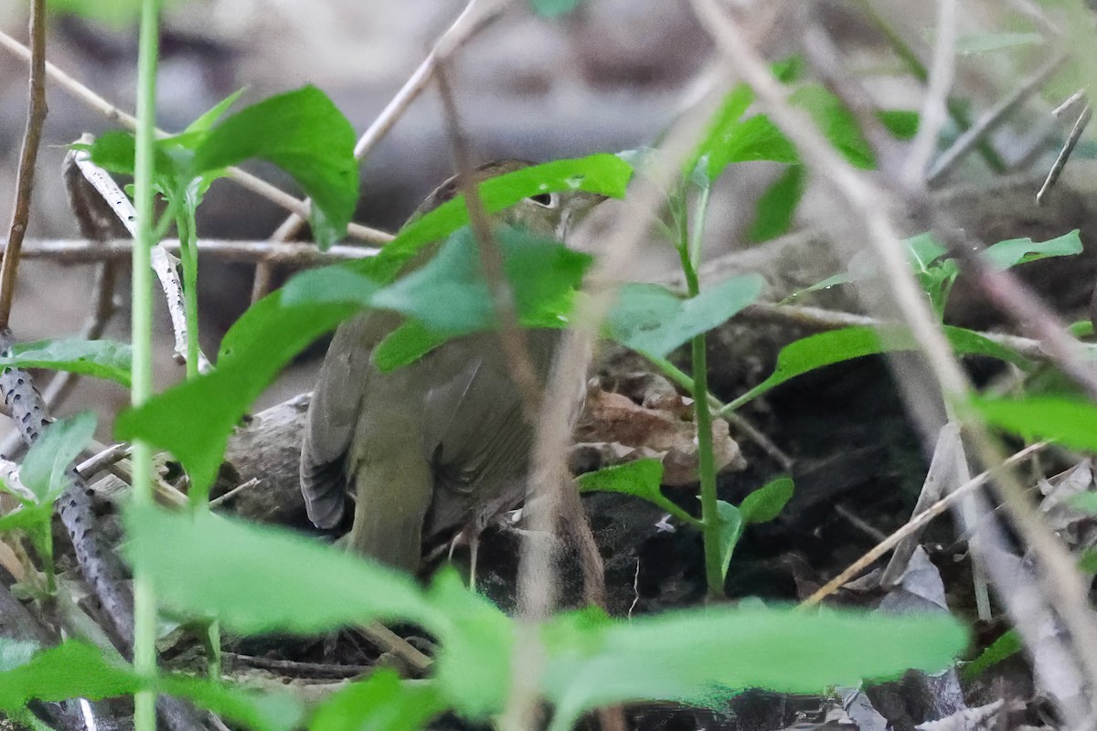 Ovenbird - Garrett Lau