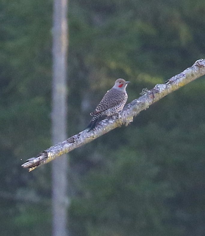 Northern Flicker (Red-shafted) - John F. Gatchet