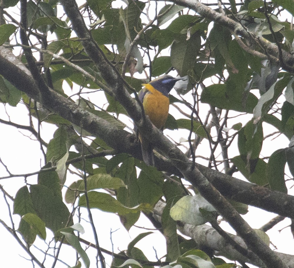 Orange-bellied Leafbird - Lindy Fung