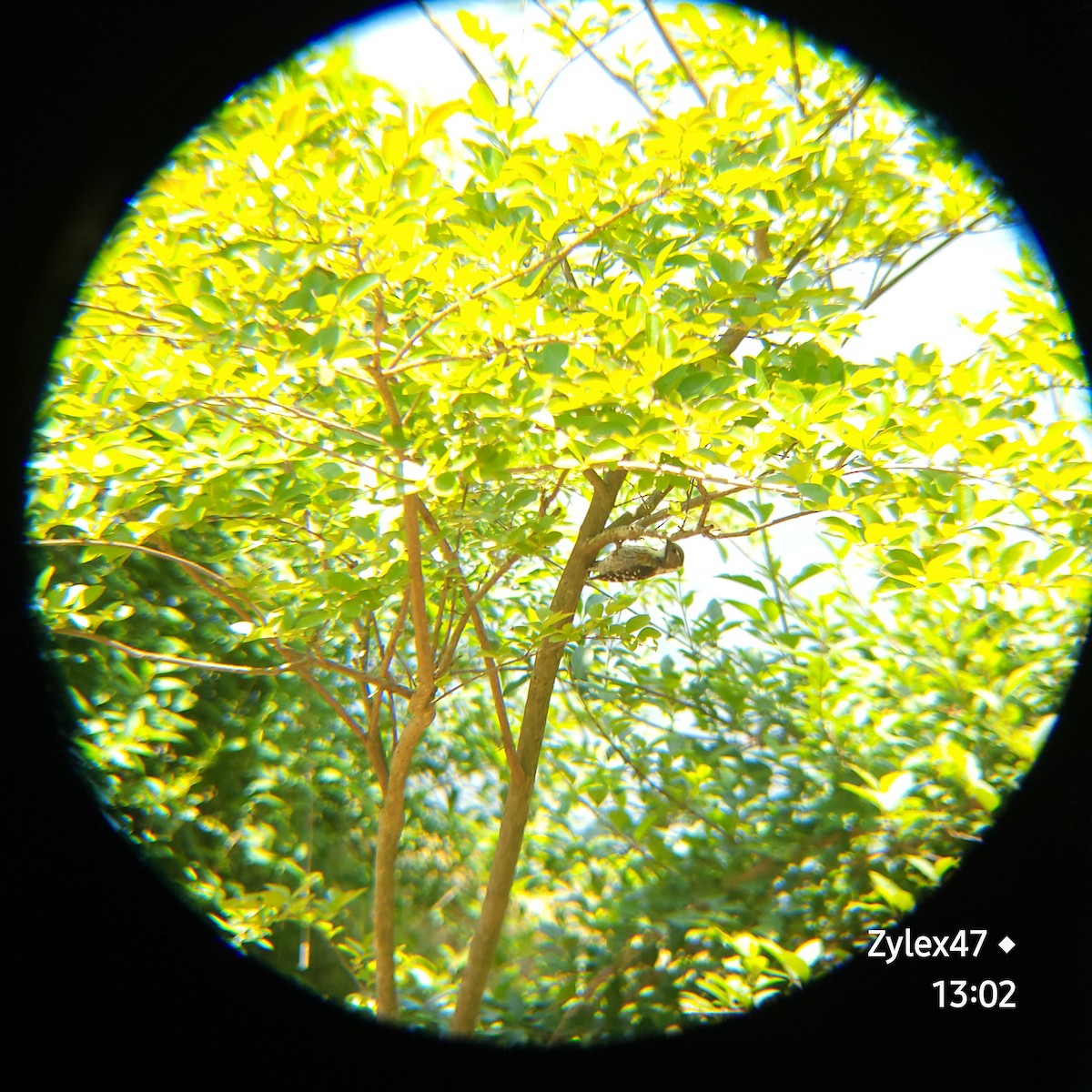 Japanese Pygmy Woodpecker - ML619068717