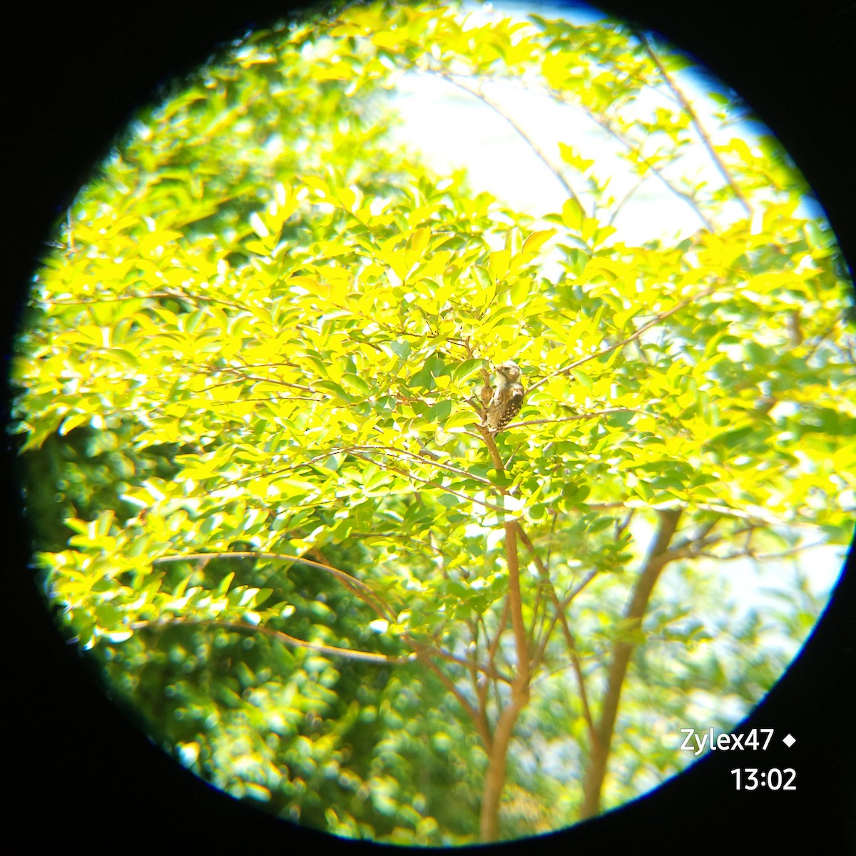 Japanese Pygmy Woodpecker - Dusky Thrush