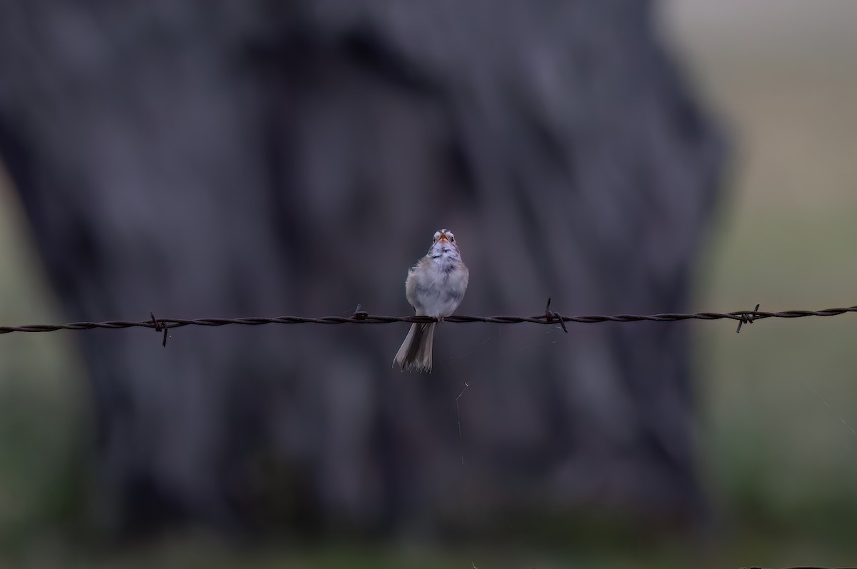 Clay-colored Sparrow - Robert McMorran