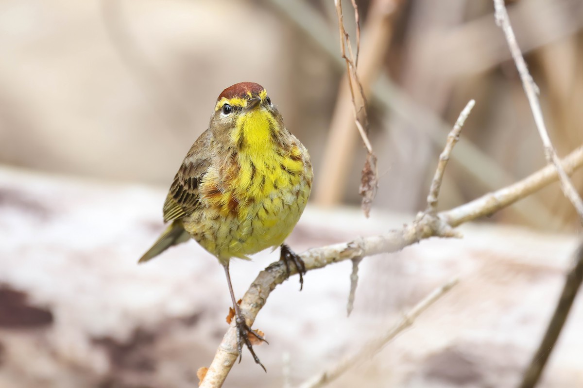 Palm Warbler - Garrett Lau