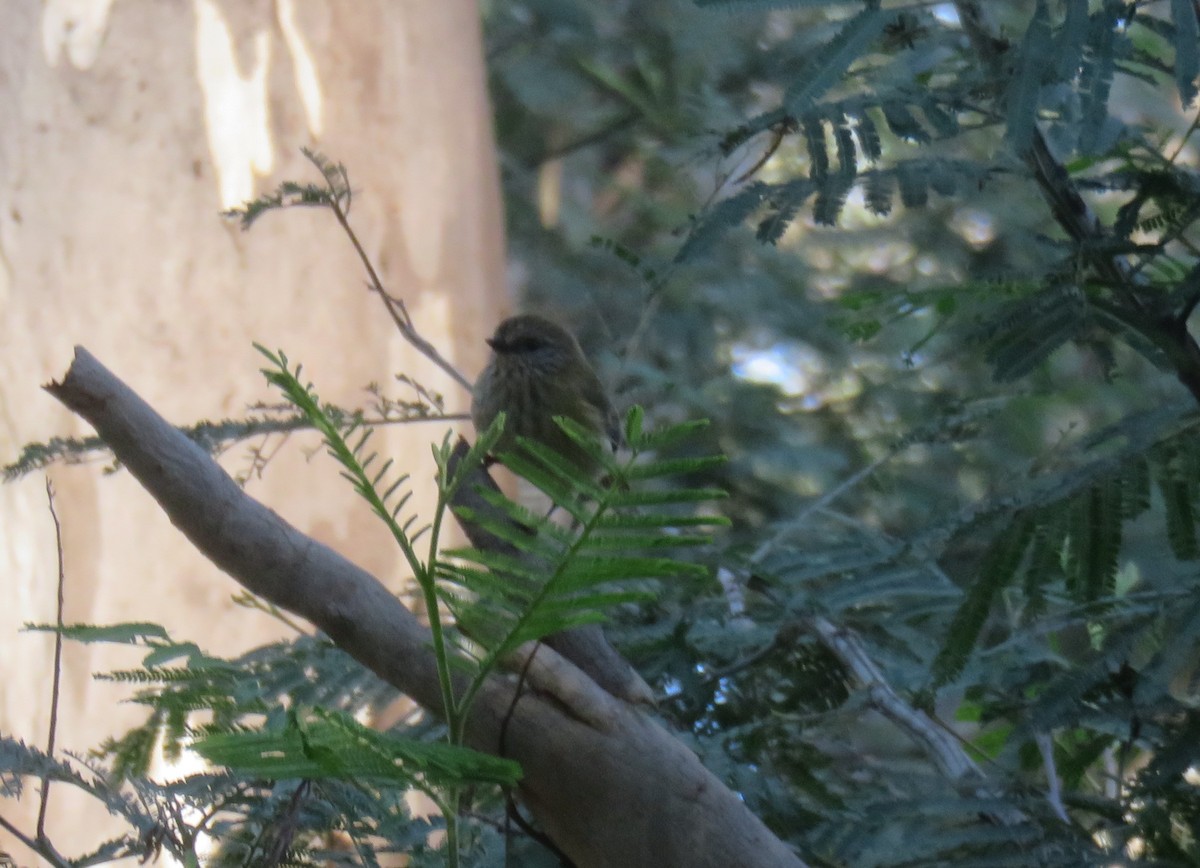 Striated Thornbill - ML619068751