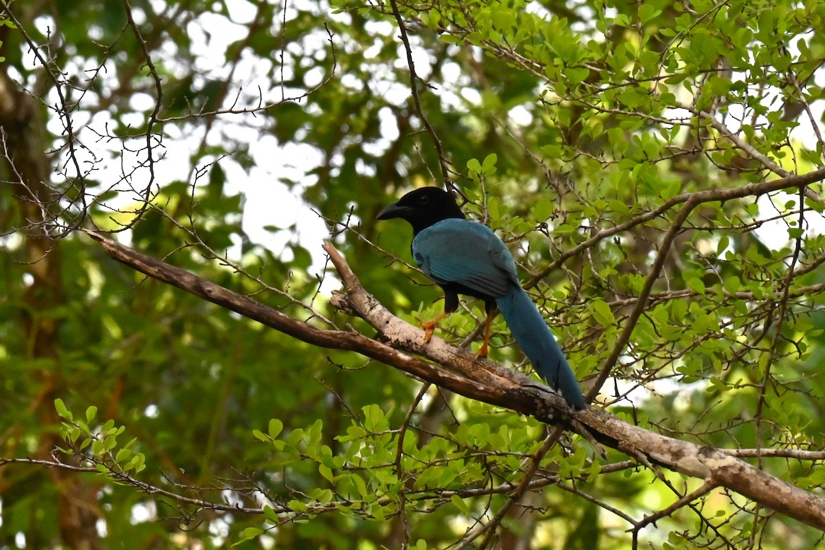 Yucatan Jay - Steve Scordino