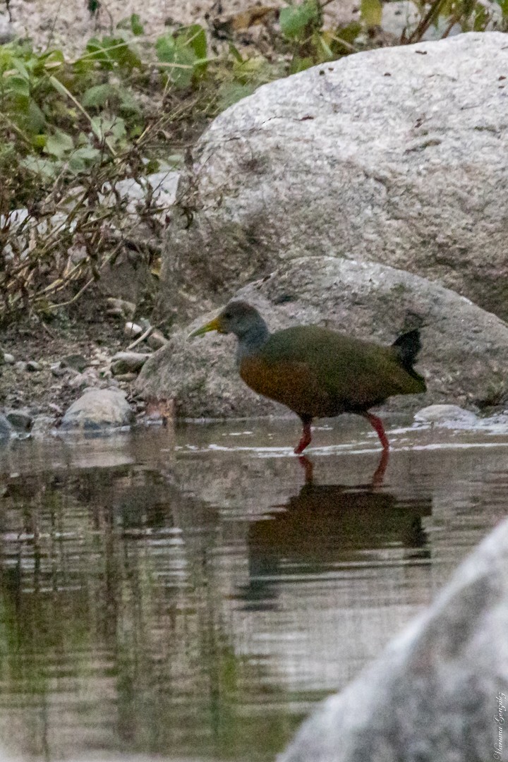 Gray-cowled Wood-Rail - ML619068766