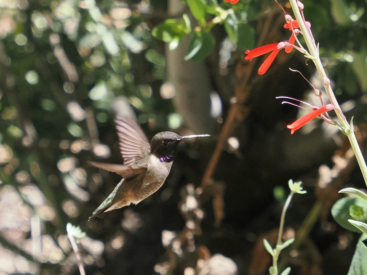 Black-chinned Hummingbird - Jack Wickel