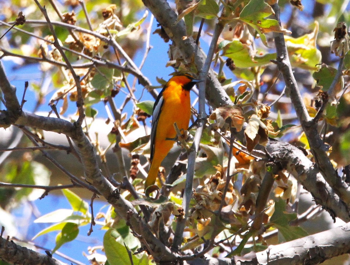 Bullock's Oriole - Mark Hays