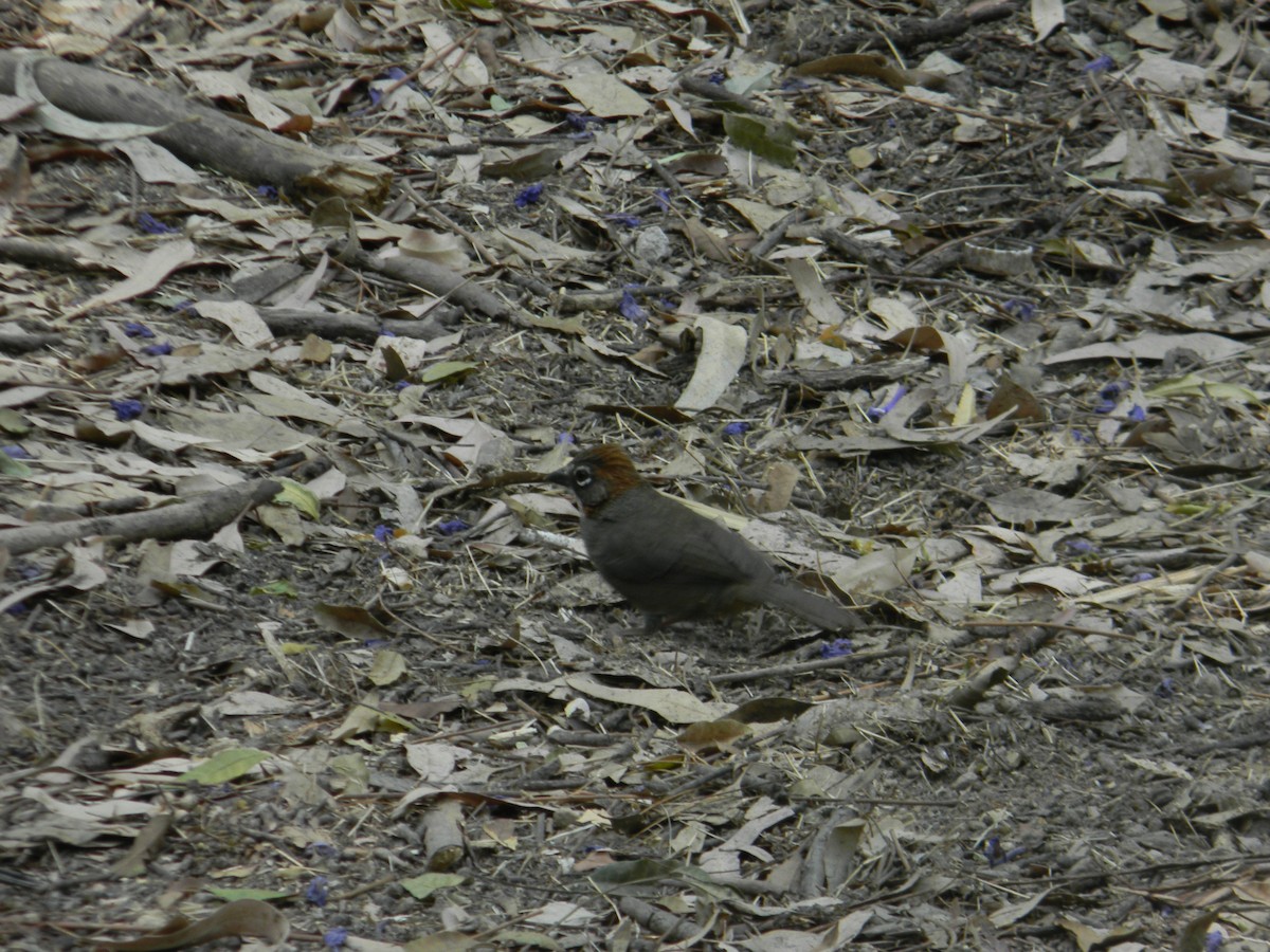 Rusty-crowned Ground-Sparrow - Victor Emmanuel Garibay Marquez