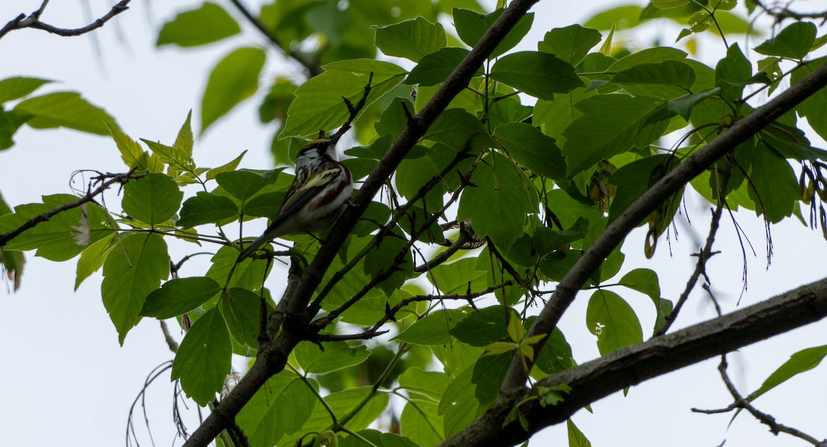 Chestnut-sided Warbler - Chad Berry
