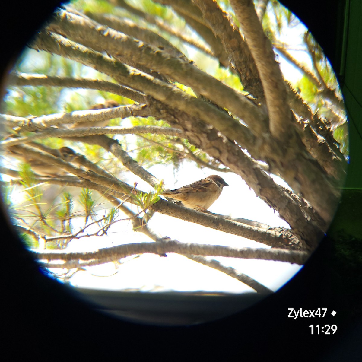 Eurasian Tree Sparrow - Dusky Thrush
