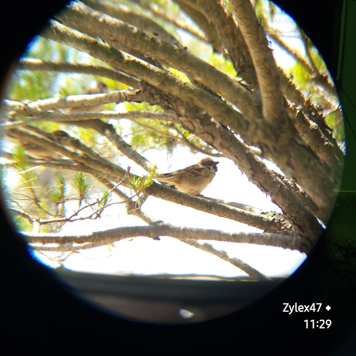 Eurasian Tree Sparrow - Dusky Thrush (Zylex47)