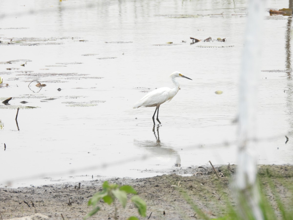 Snowy Egret - Manuel Graniel