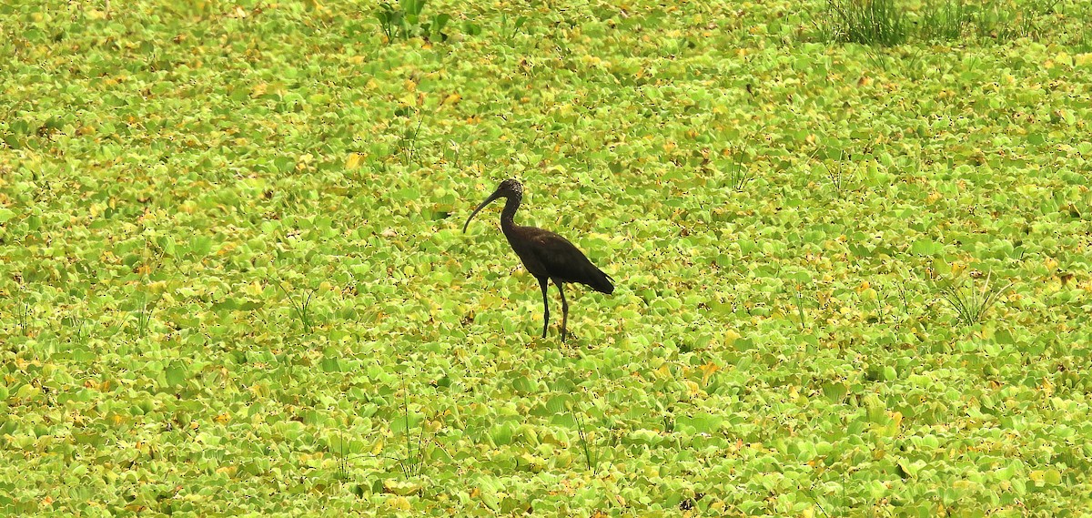 Glossy Ibis - Manuel Graniel