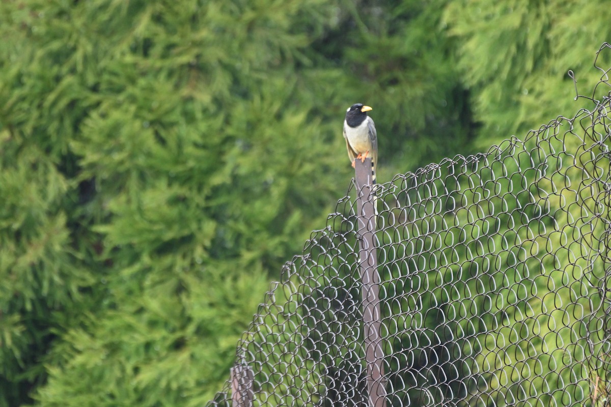 Yellow-billed Blue-Magpie - Anshu Arora