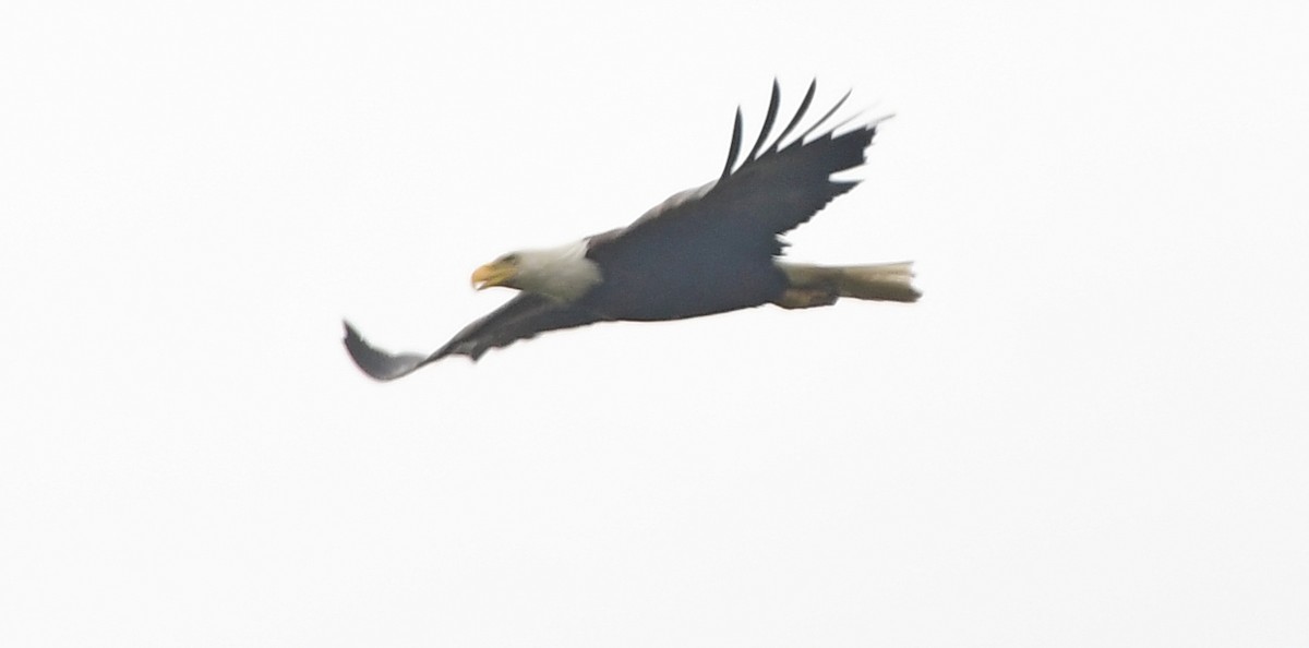 Bald Eagle - ML619068826