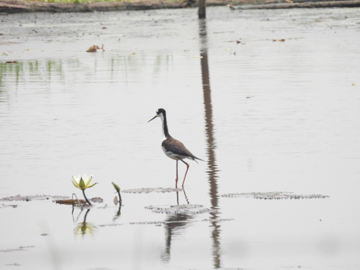 Black-necked Stilt - Manuel Graniel