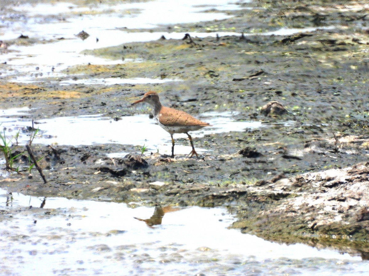 Spotted Sandpiper - Manuel Graniel