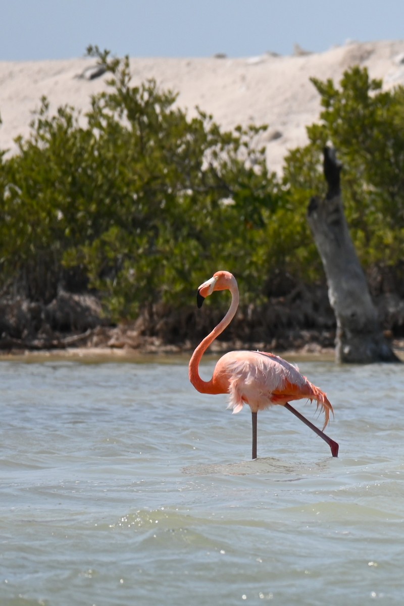 American Flamingo - Steve Scordino