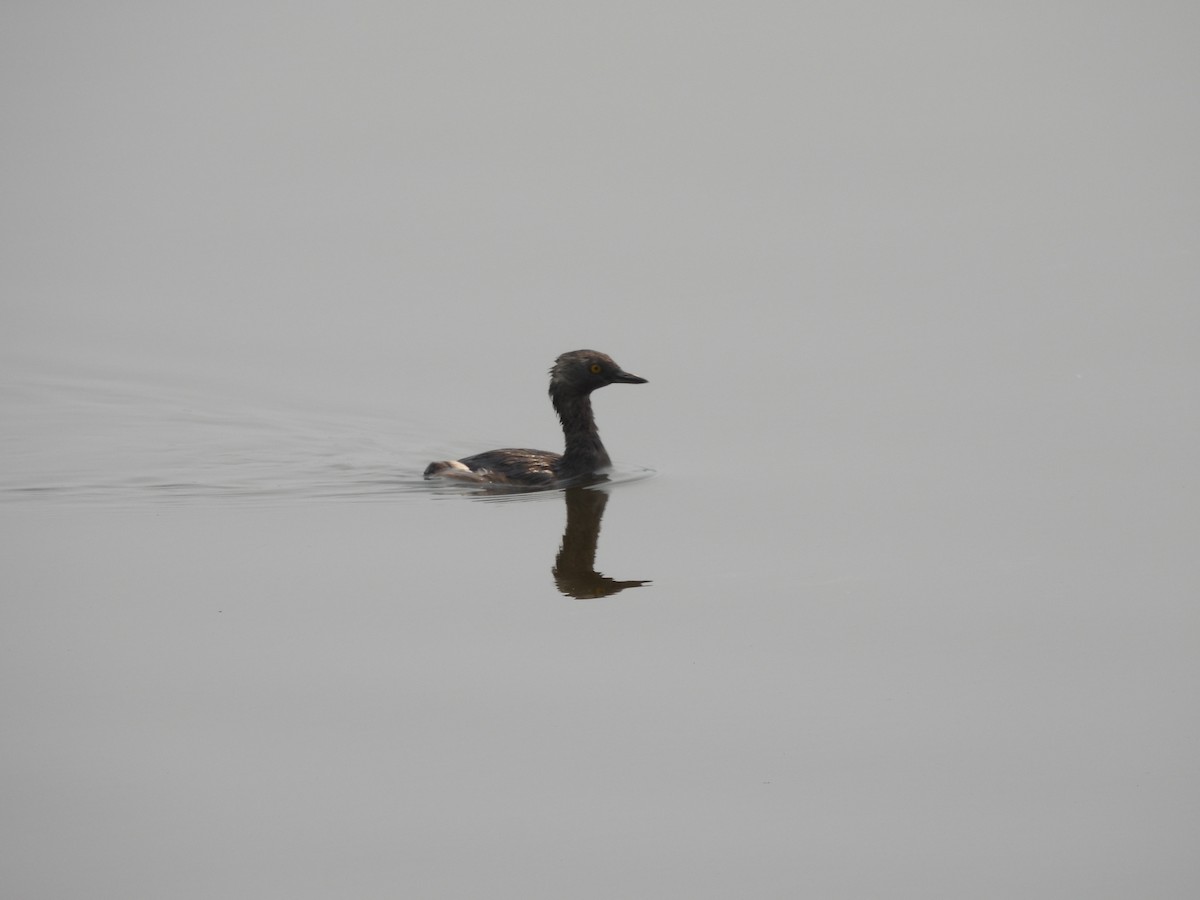 Least Grebe - Manuel Graniel