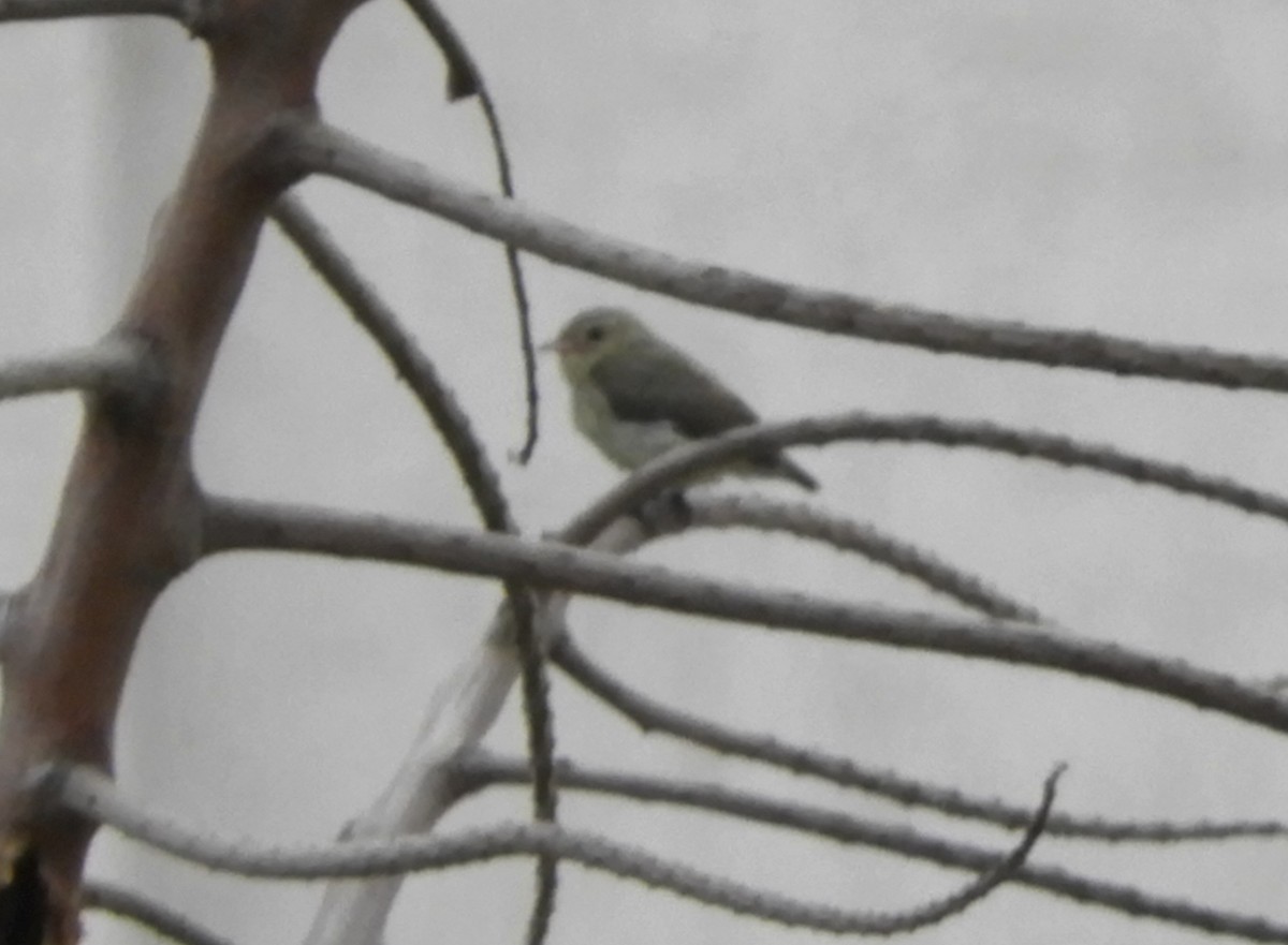 Pale-billed Flowerpecker - Manju Sinha