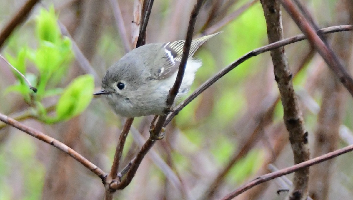 Ruby-crowned Kinglet - James Bozeman