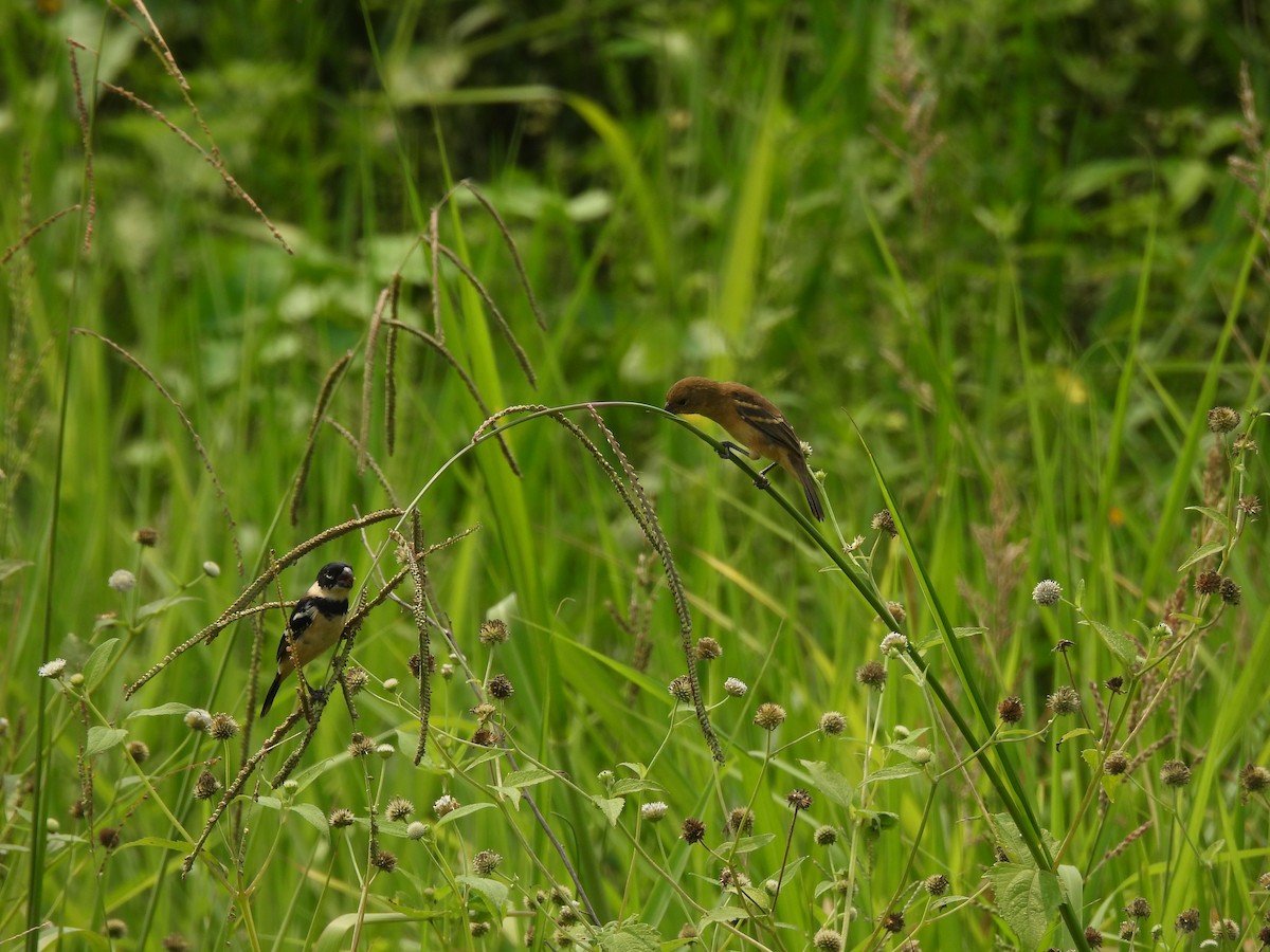 Morelet's Seedeater - Manuel Graniel