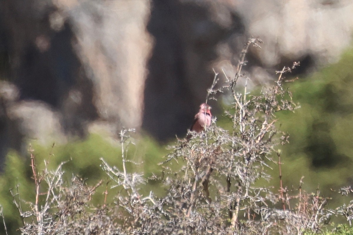 Red-mantled Rosefinch - ML619068890