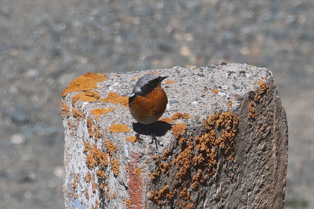 Rufous-backed Redstart - Charley Hesse TROPICAL BIRDING