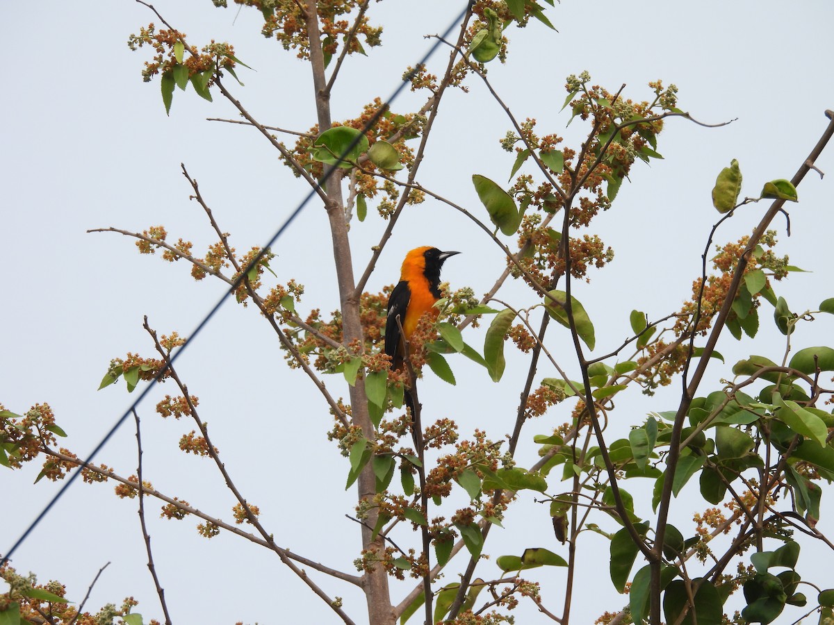 Hooded Oriole - Manuel Graniel