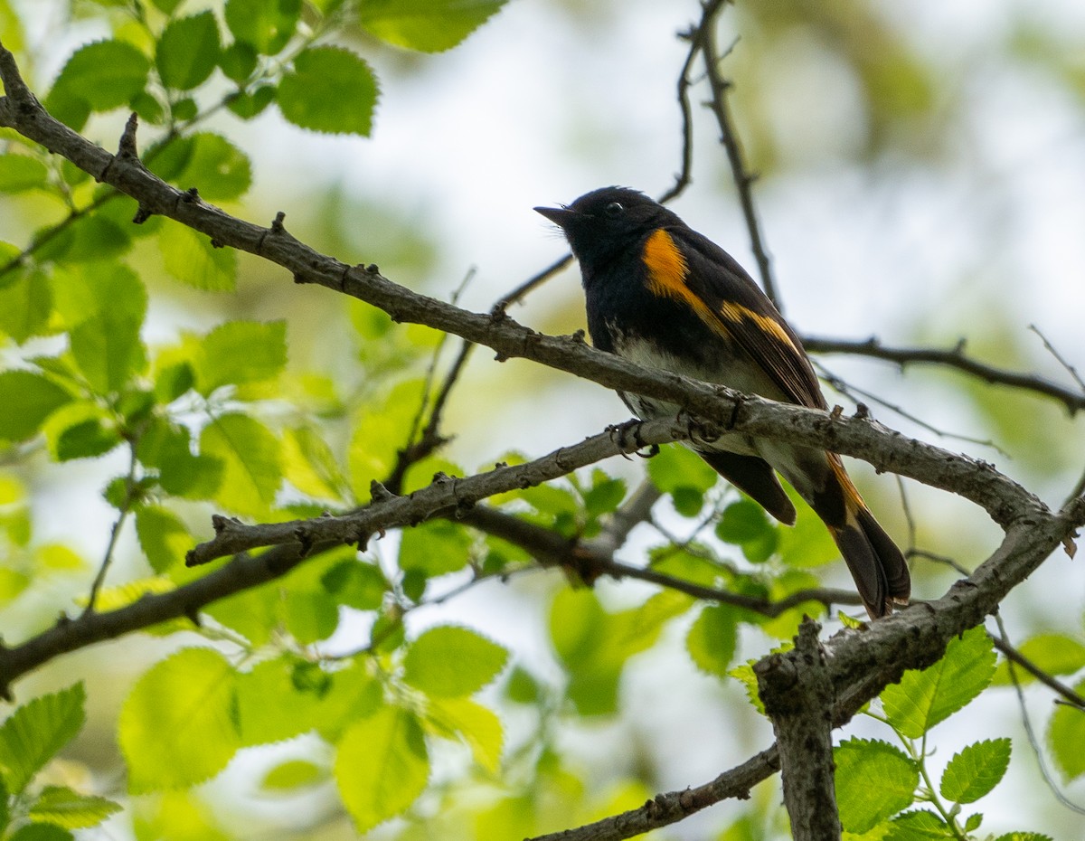 American Redstart - Chad Berry