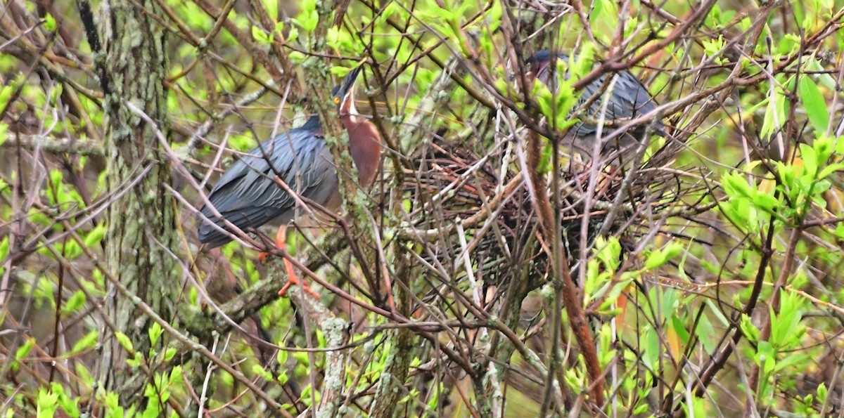 Green Heron - James Bozeman