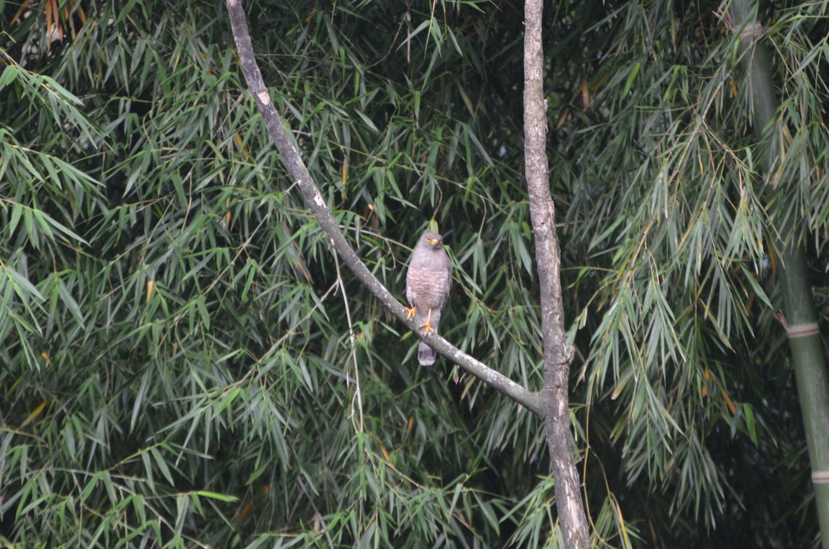 Roadside Hawk - ML619068987