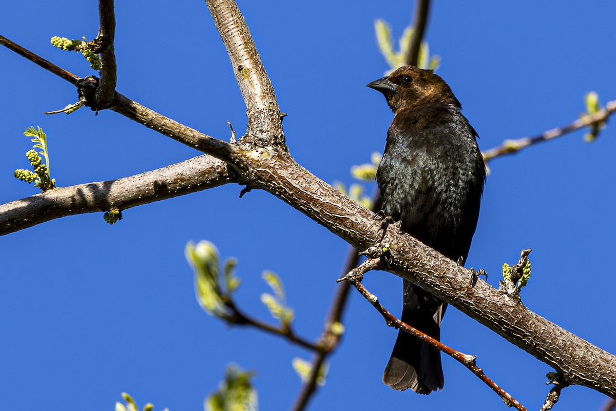 Brown-headed Cowbird - Jef Blake