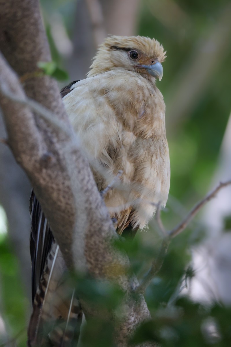 Yellow-headed Caracara - Thomas Ford-Hutchinson