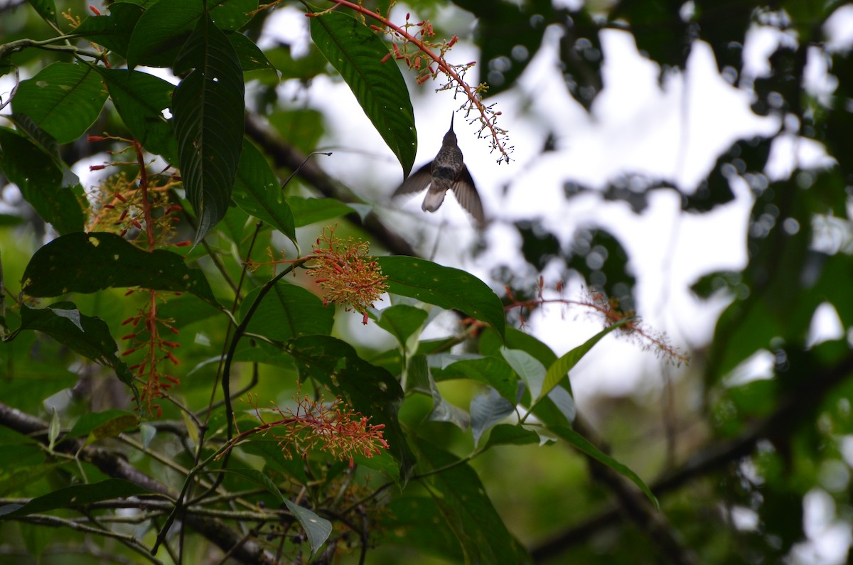 Bronzekolibri - ML619069019