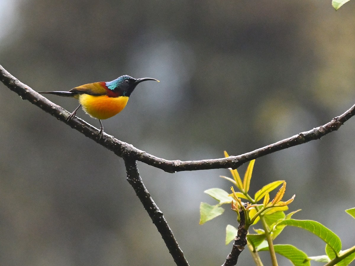 Green-tailed Sunbird - Anshu Arora