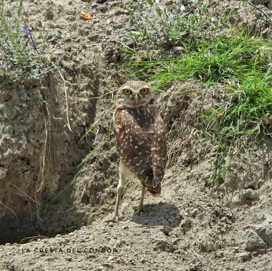 Burrowing Owl - La Cresta del Cóndor