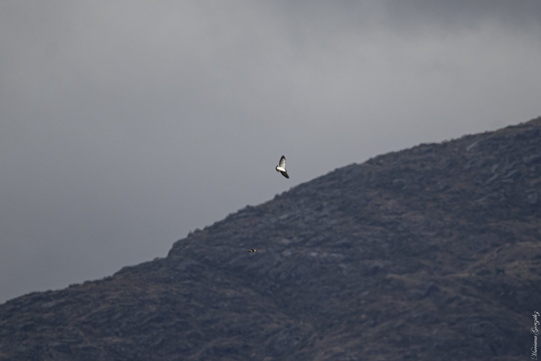 Variable Hawk - Mariana González