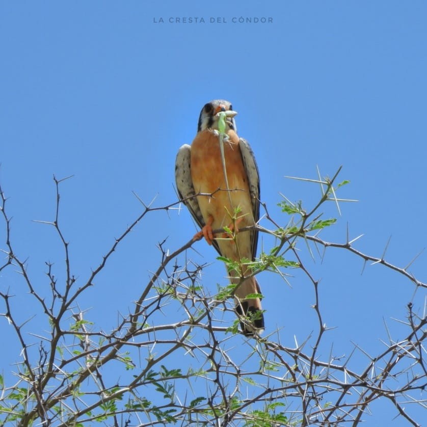 American Kestrel - La Cresta del Cóndor