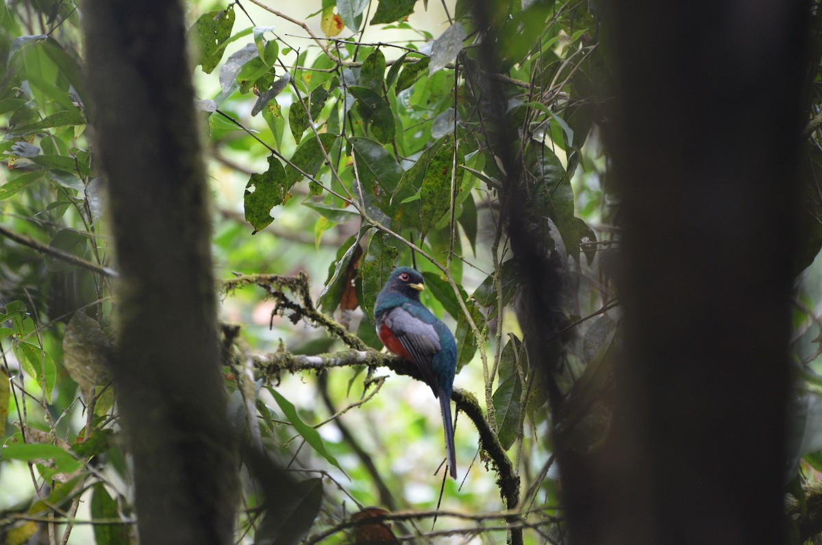 Masked Trogon - ML619069076