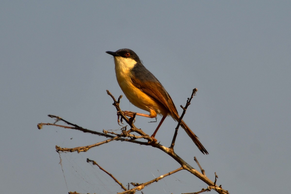 Ashy Prinia - Mohan Shenoy