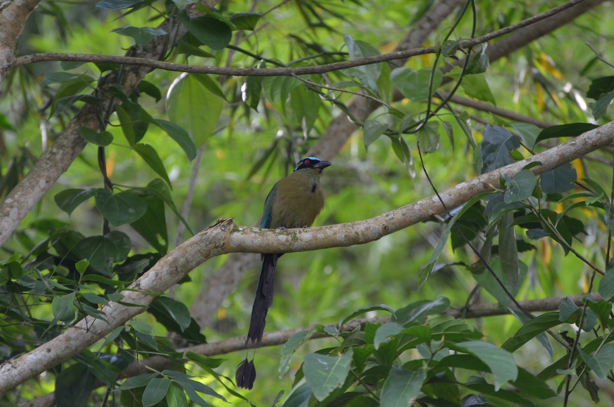 Andean Motmot - Hugo Tabares Barrera