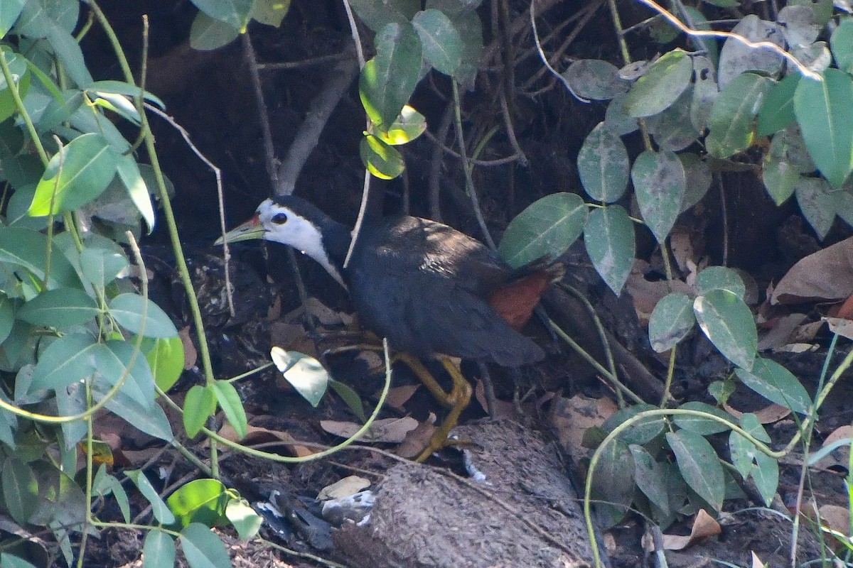 White-breasted Waterhen - ML619069104