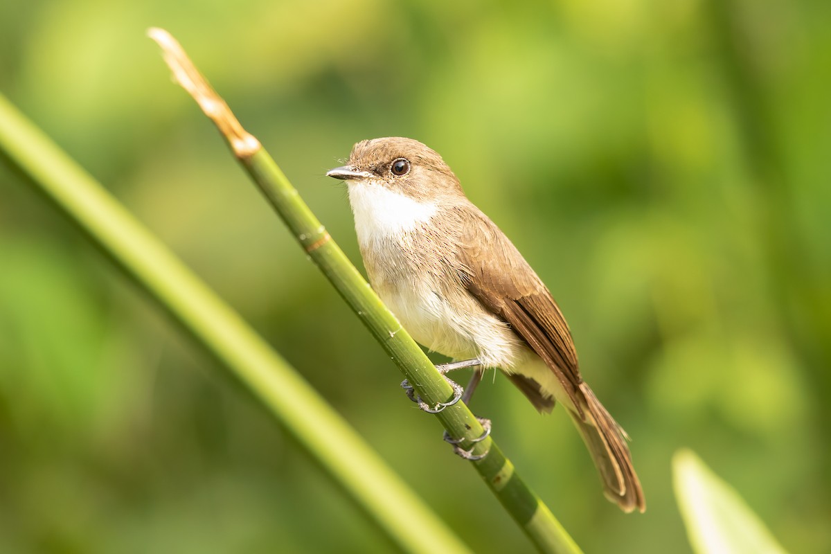 Swamp Flycatcher - Ilya Povalyaev