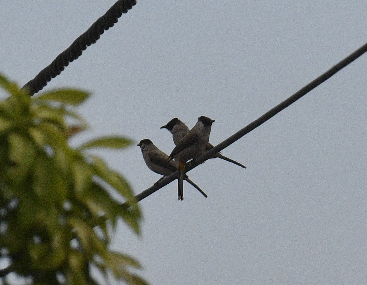 Sooty-headed Bulbul - Chitra Shanker