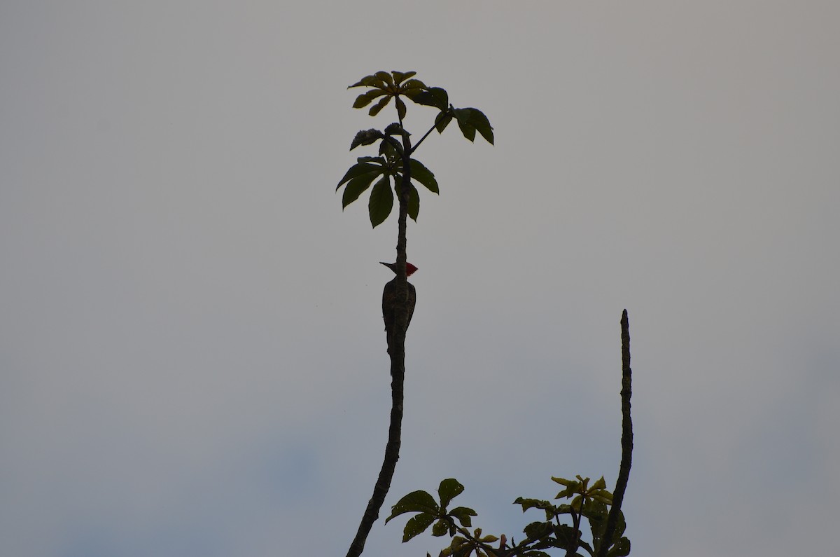 Lineated Woodpecker - ML619069120