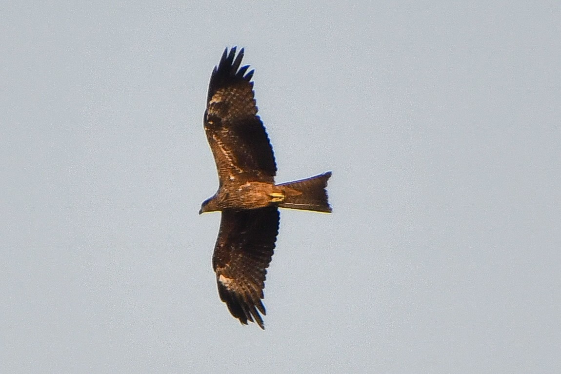 黑鳶 - ML619069123